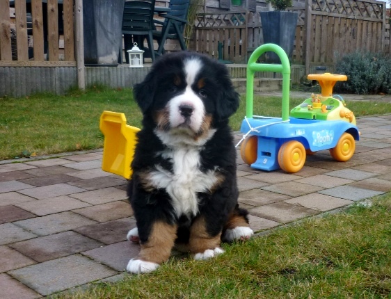 pup in auto